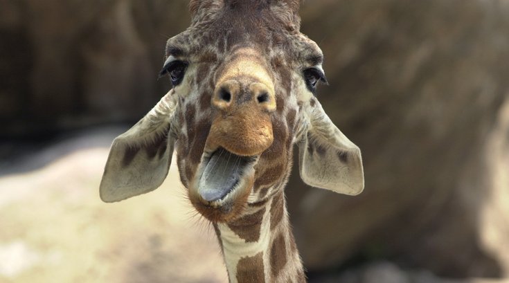 Giraffe at the Philadelphia Zoo