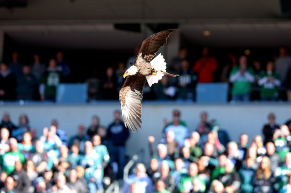 Eagle