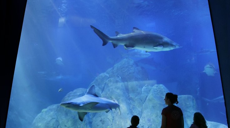 Adventure Aquarium