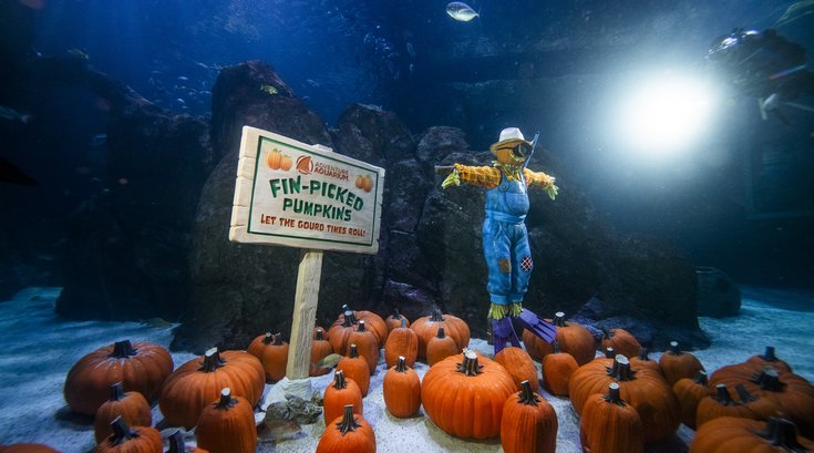 Adventure Aquarium Fintastic Pumpkin Glow