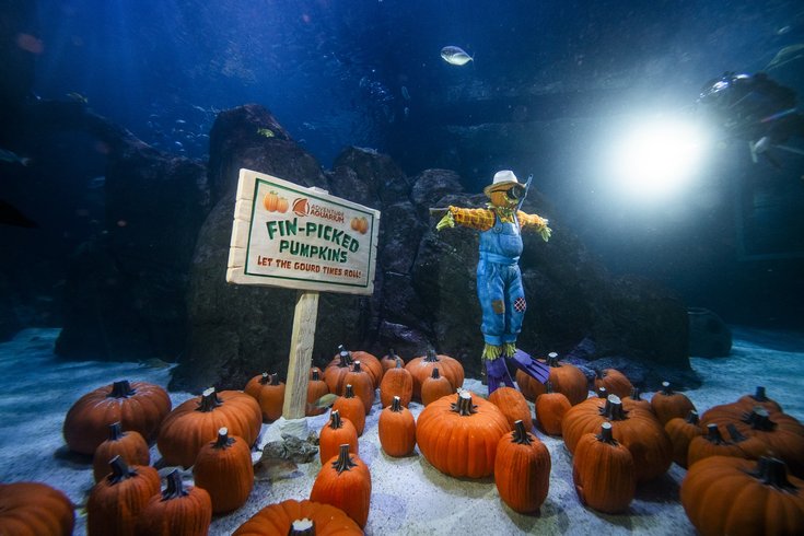 Adventure Aquarium Fintastic Pumpkin Glow