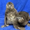 Adventure Aquarium baby penguins