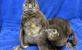 Adventure Aquarium baby penguins
