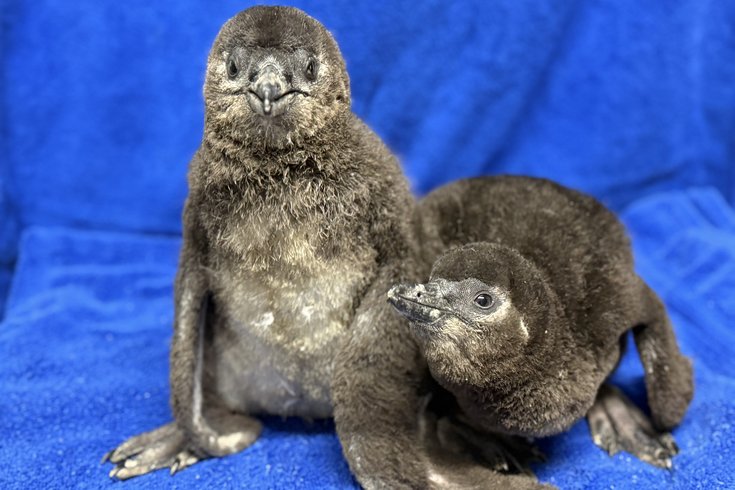 Adventure Aquarium baby penguins