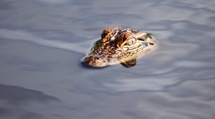 070815_alligatornj