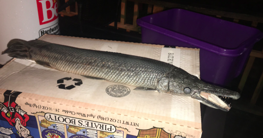 alligator gar toy