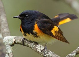 Redstart