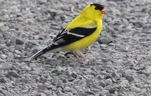 Limited - American Goldfinch Del Watershed