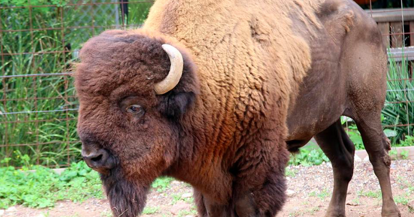 bison with a mullet and american flag｜TikTok Search