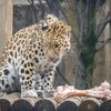 Amur leopard Philadelphia Zoo