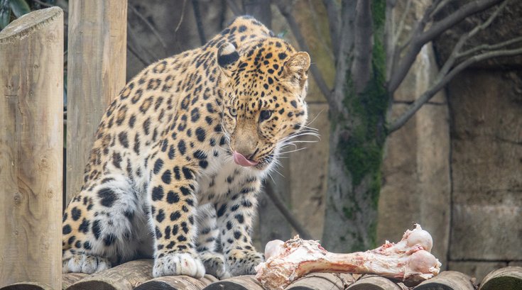 Amur leopard Philadelphia Zoo