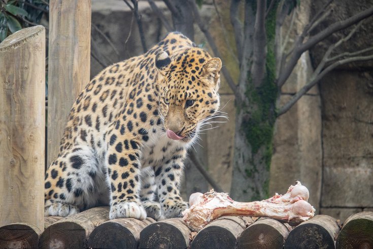 Amur leopard Philadelphia Zoo