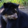 Philly Zoo Bear