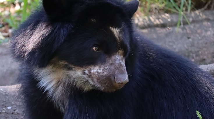 Philly Zoo Bear