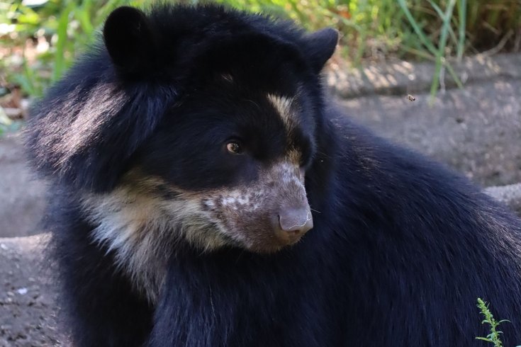 Philly Zoo Bear