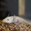 Axolotl Philadelphia Zoo