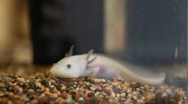 Axolotl Philadelphia Zoo