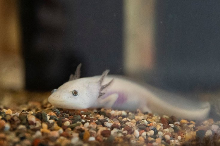 Axolotl Philadelphia Zoo