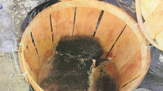 060717_PSPCARaccoons