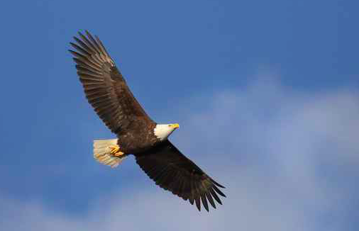 011516_BaldEagle