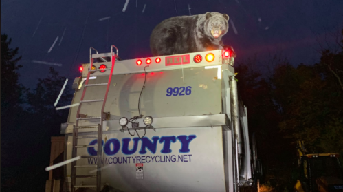 Bear Kidder Township