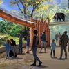 Bear exhibit reopening