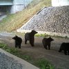 Bears crossing 1-99