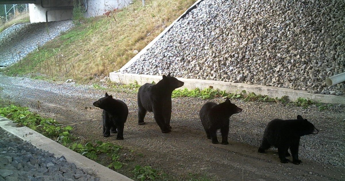 Pa. is forming a new group to create 'wildlife corridors' that help protect migrating animals