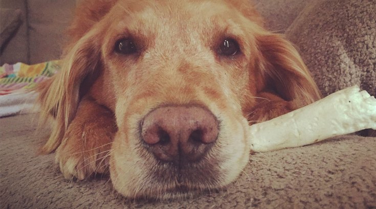 Missing Dog