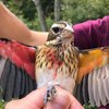 Bird Male Female Rare