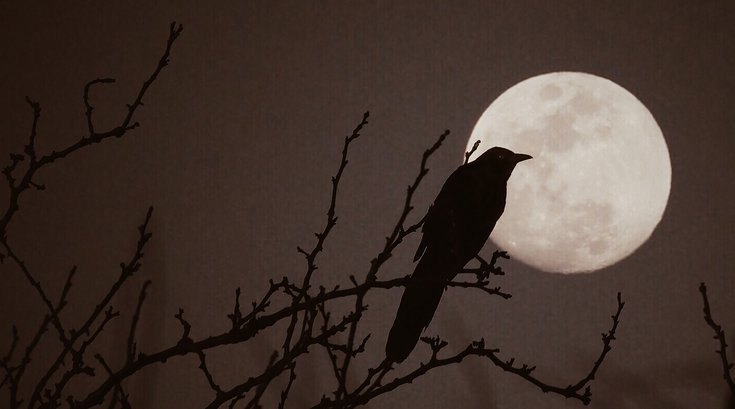 Bird Migration Philly