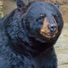 Black Bear SEPTA