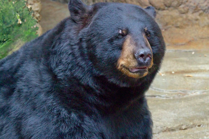 Black bear spotted roaming in Jersey Shore town - WHYY