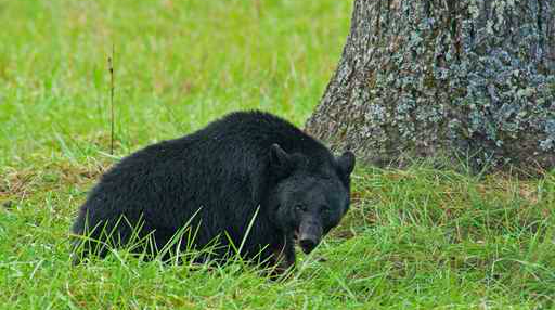 091316_Blackbearstock
