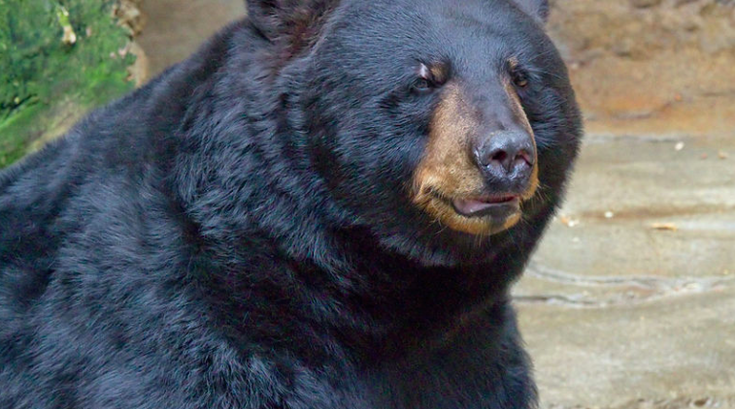 Black Bear Warrington Bucks County