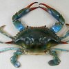 Blue Crab 