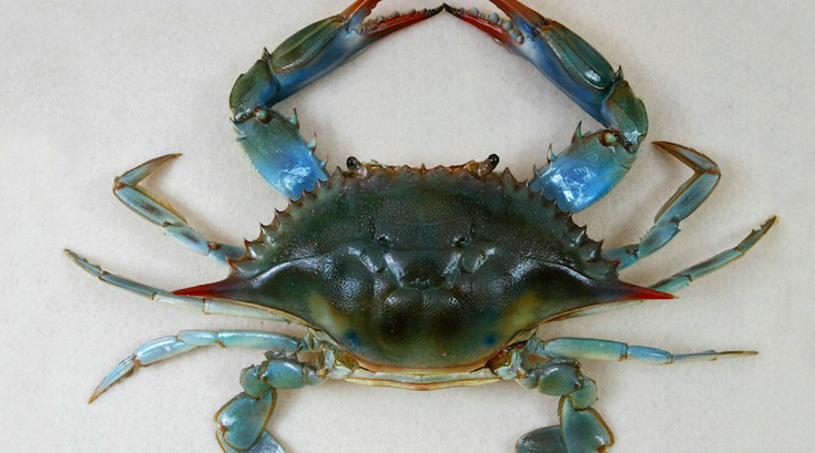Blue Crab 