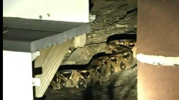 072716_BoaConstrictorPaulsboro