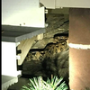 101815_BoaConstrictor