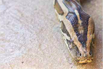 101815_BoaConstrictor