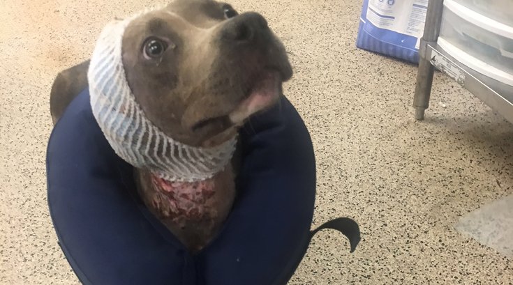 Brownie Pitbull