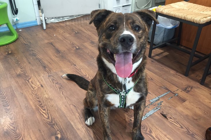 Pet of the Week: Michael Buble
