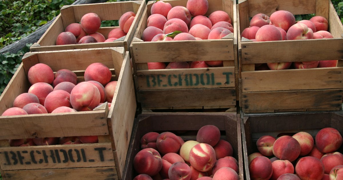 Peddler's Village Peach Festival and Sidewalk Sale 2017 PhillyVoice