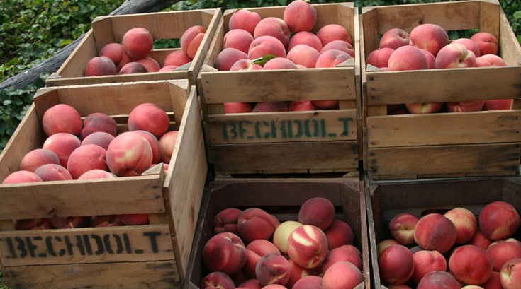 Peaches