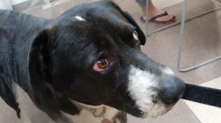 Dog Buddy Pennsylvania