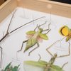 BugFest 2026