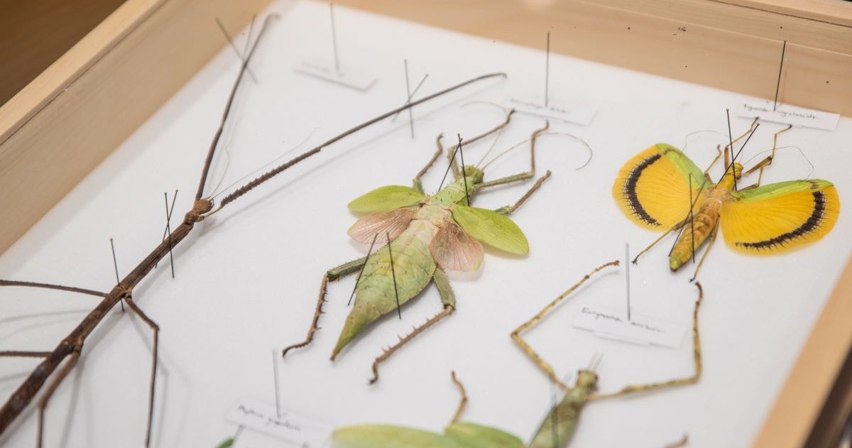 Roach races return to the Academy of Natural Sciences during Bug Fest ...