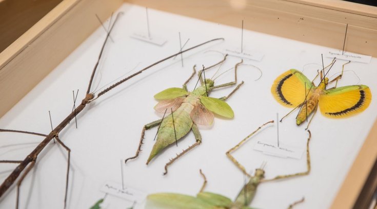 BugFest 2026