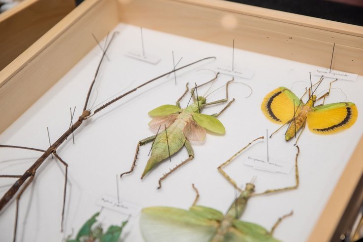 BugFest 2026