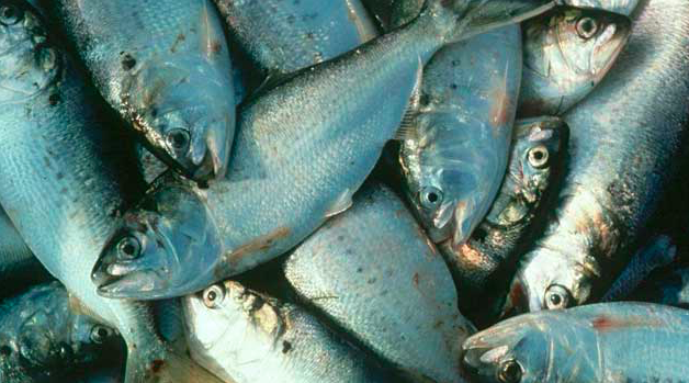 082416_bunkerfish
